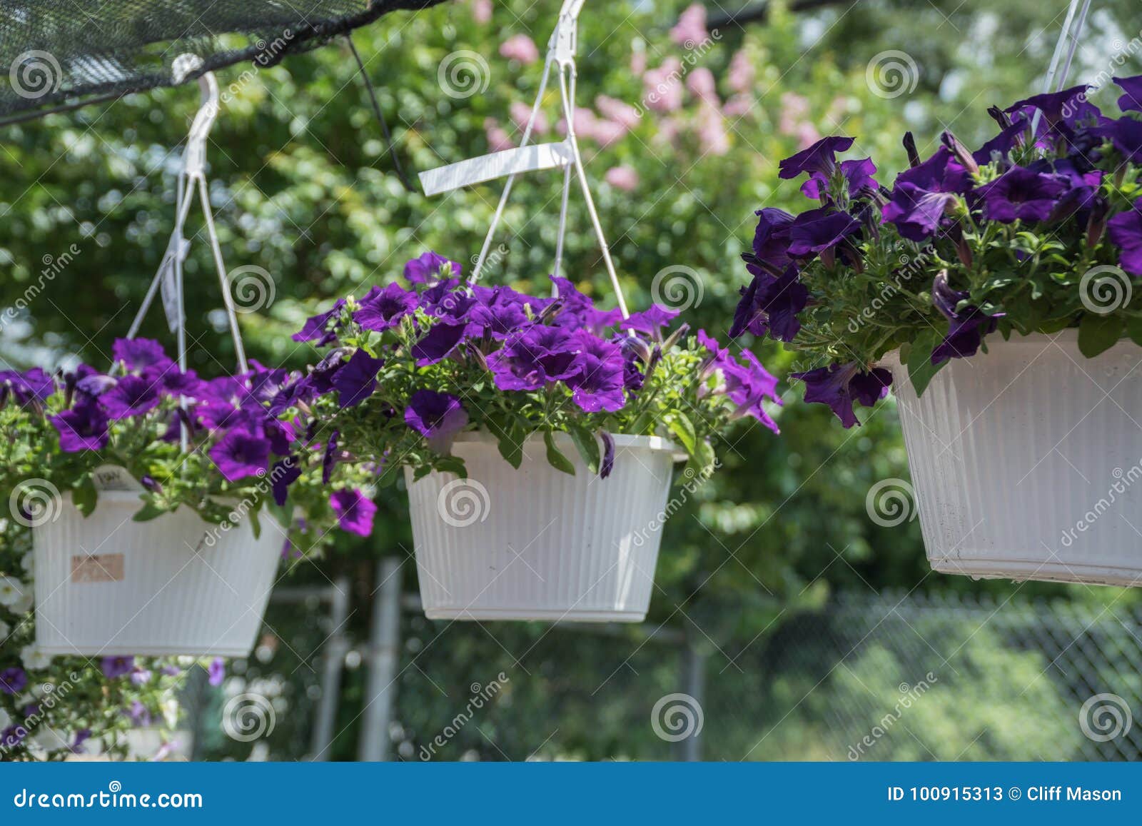 Purple Hanging Flowers stock image. Image of floral 100915313