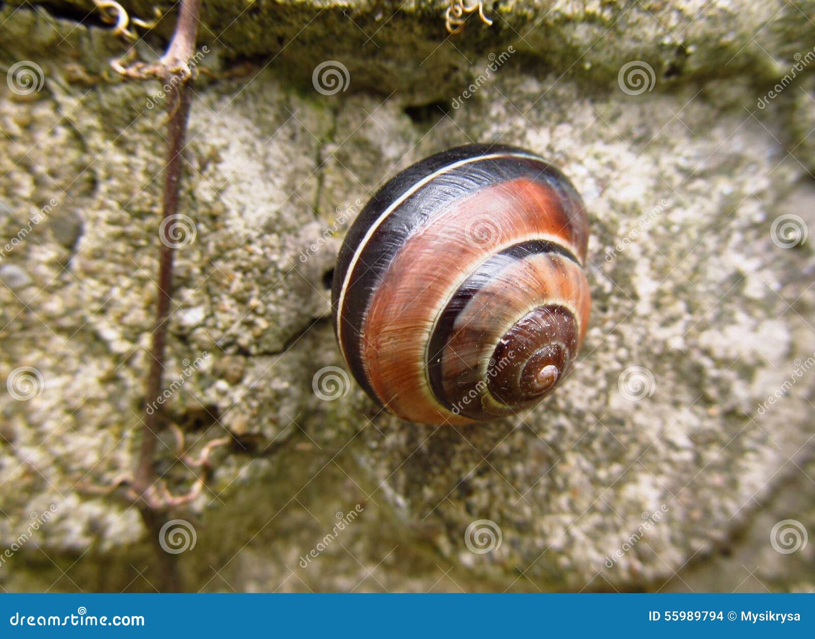 Nice snail stock photo. Image of colorful, gastropod 55989794