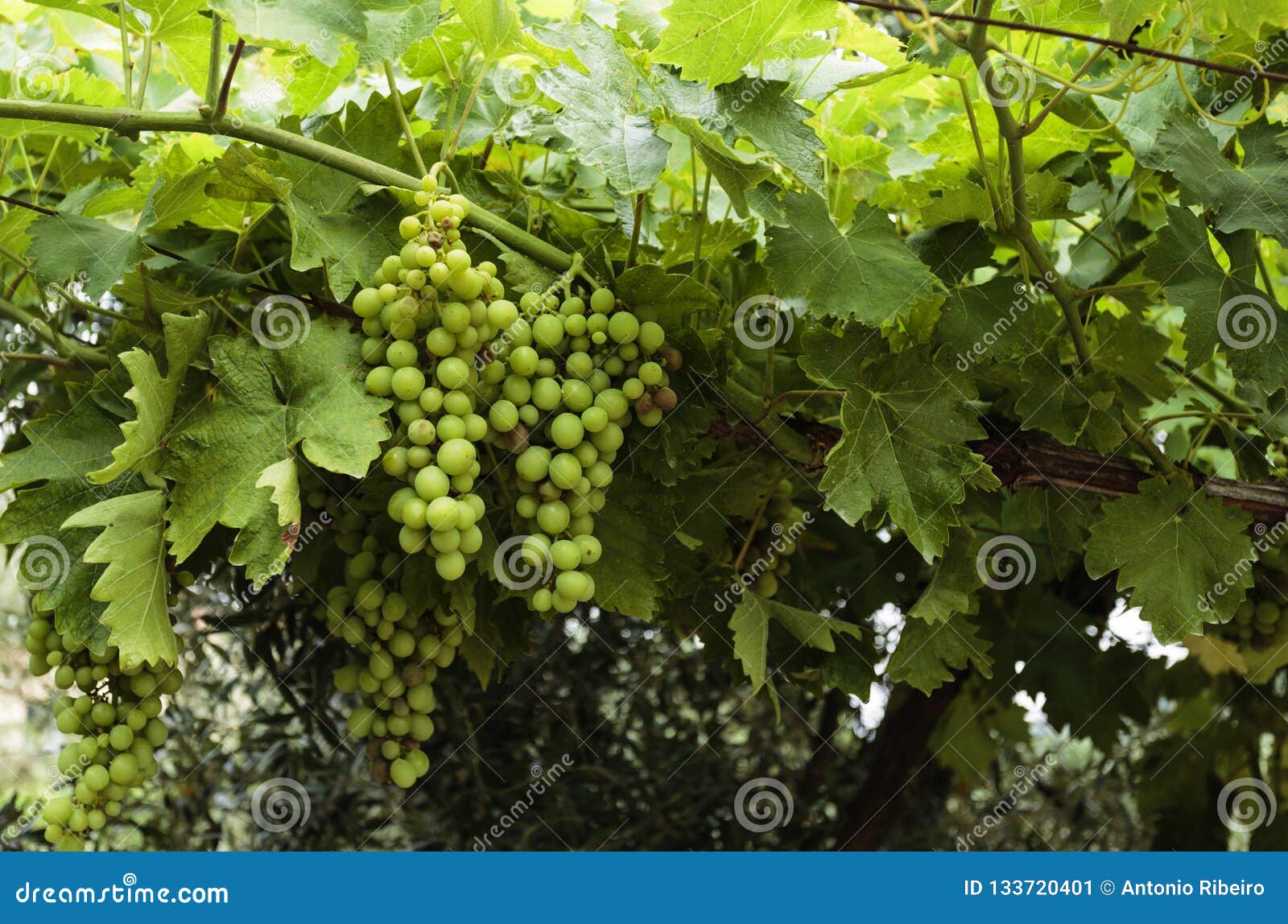 Trellis With Grapes In The Backyard Stock Image Image Of Variety Farming 133720401