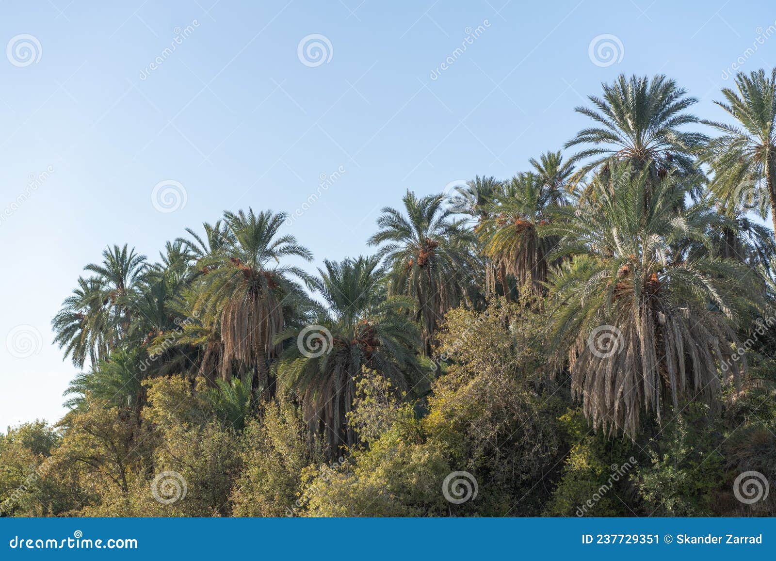 mides-  mountain oasis and canyon  - tunisia