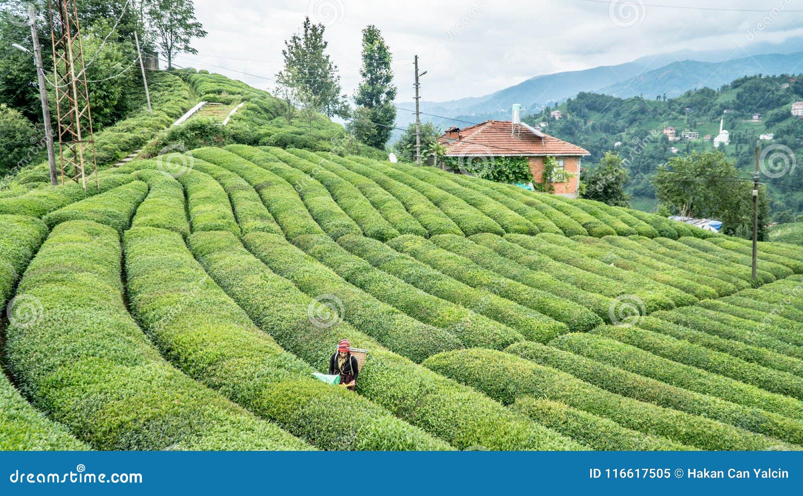 Nicht Identifizierter Teegarten Rize Die Turkei Ost Schwarzes Meer Des Jungen Madchens Des Teepfluckers Redaktionelles Bild Bild Von Erwachsener Grun 116617505