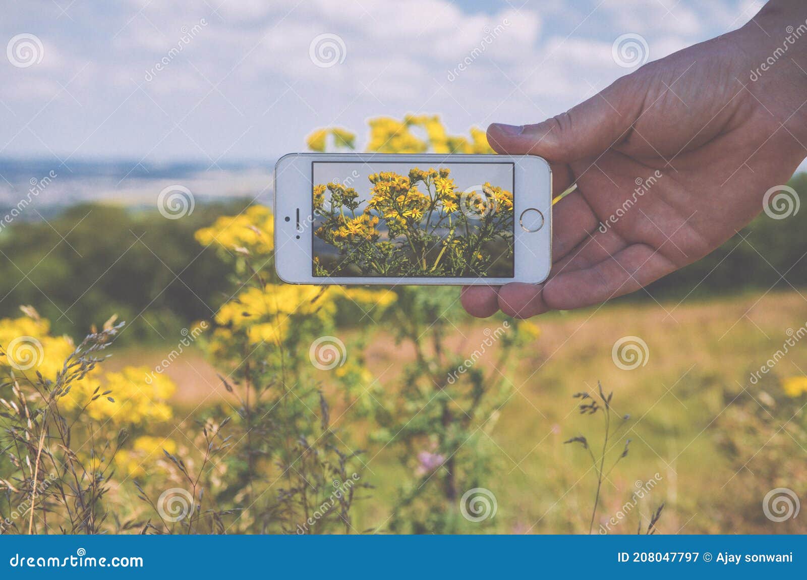 Nick Flower yellow colour stock image. Image of crop 208047797