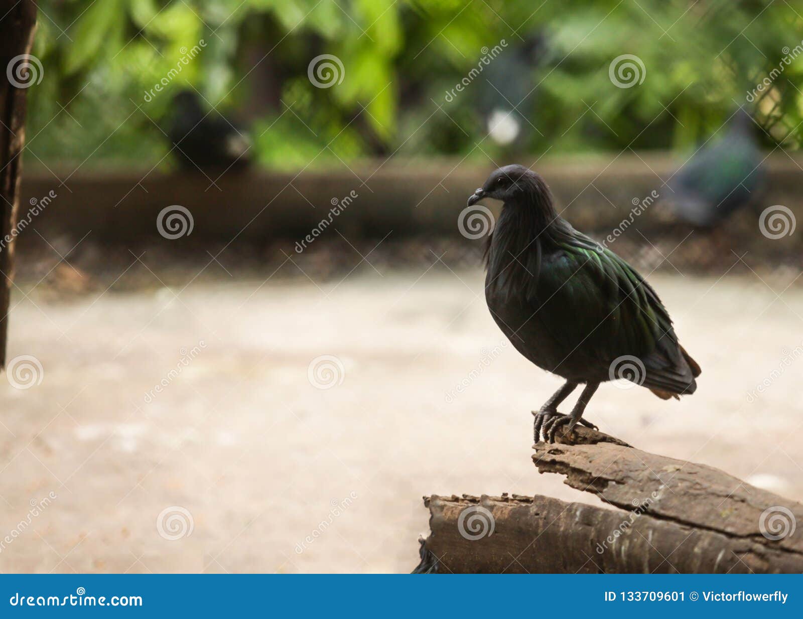 nicobar pigeon nicobar dove, large pigeon found on small islands and coastal regions, the closest living relative of the extinct