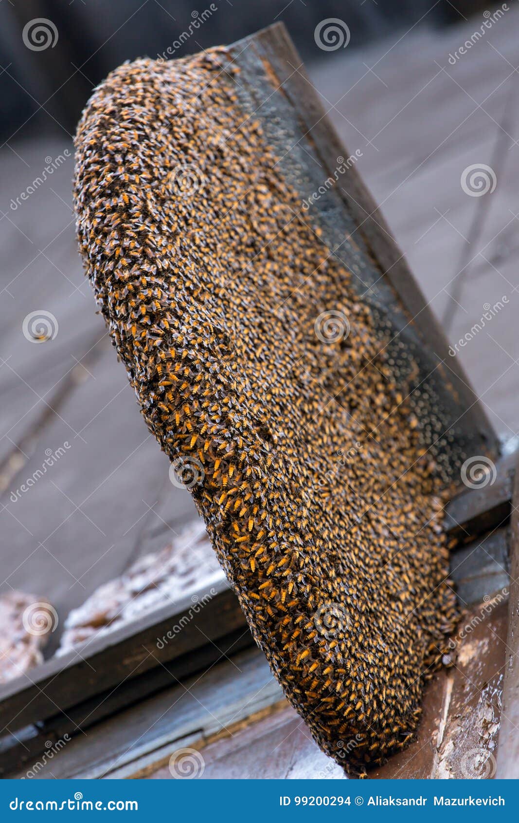 Un Nid Ou Une Ruche De Guêpes Sauvages Dans Une Niche Sous Le Toit D'une  Maison De Village En Bois. Photo stock - Image du gens, trou: 210169548