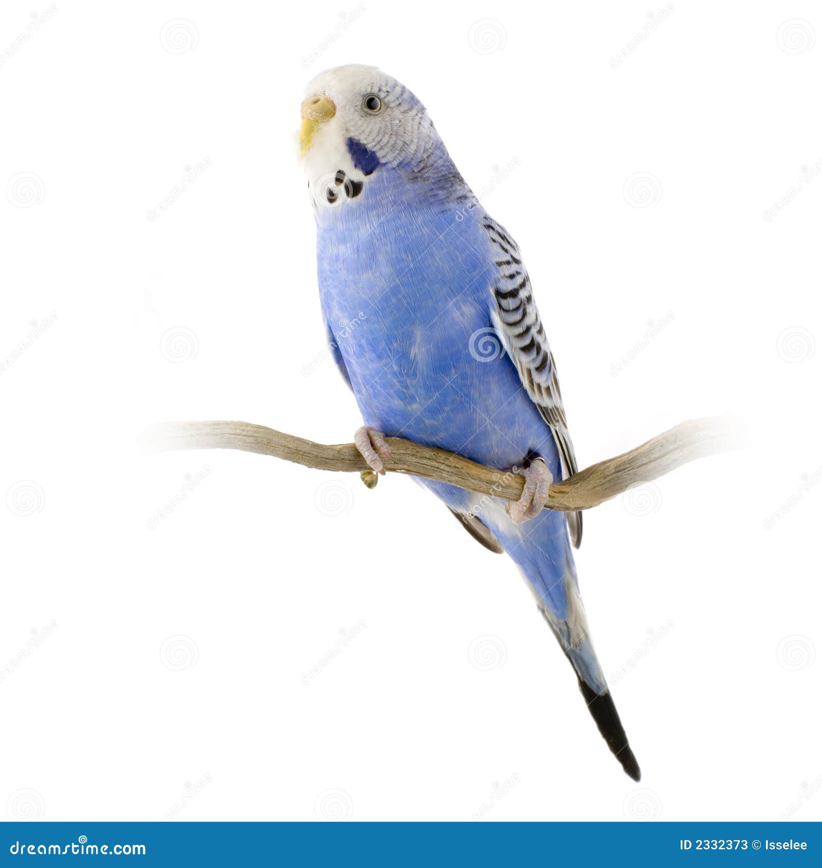Голубой волнистый попугайчик на белом фоне