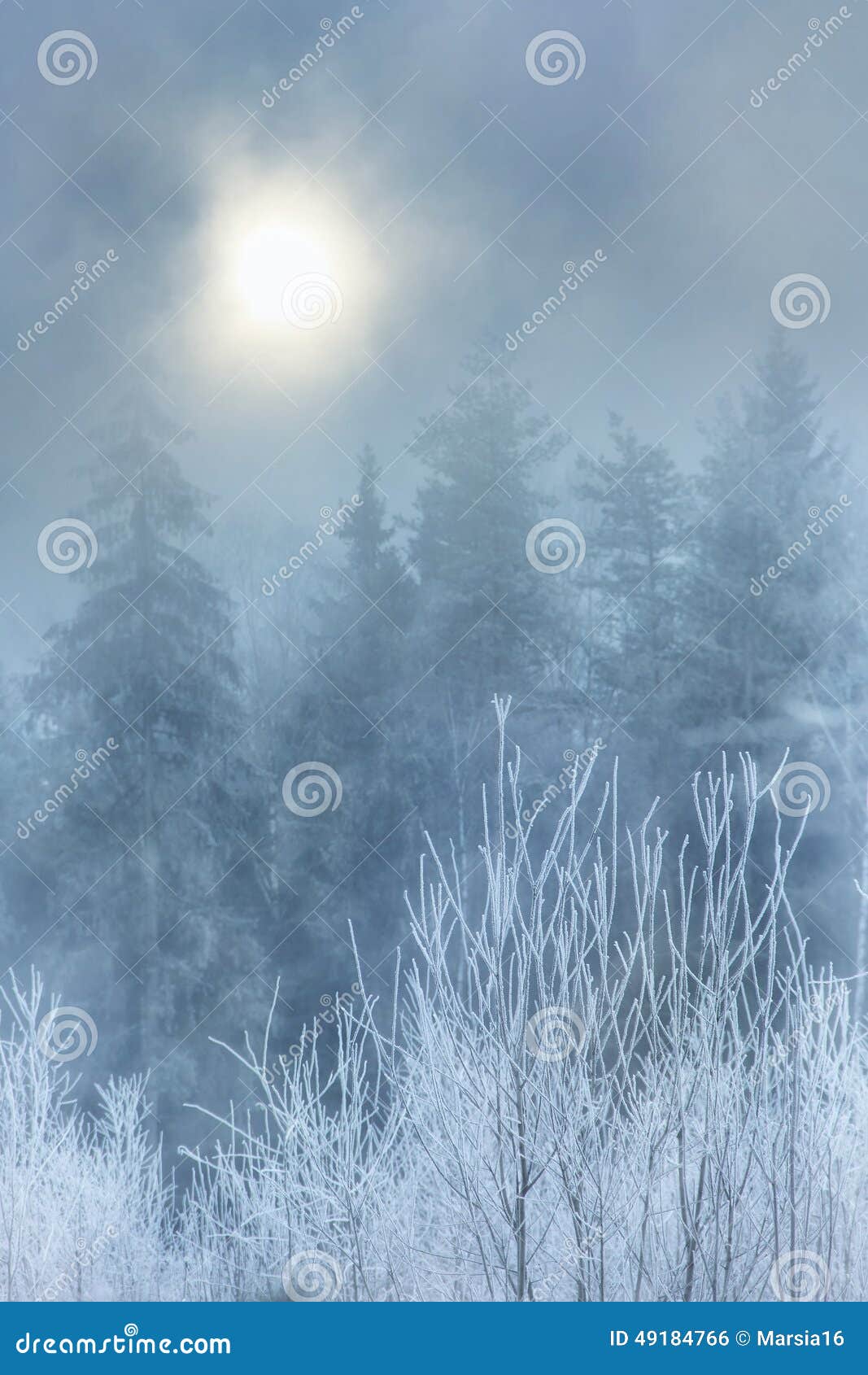 Niebla en bosque del invierno por mañana escarchada