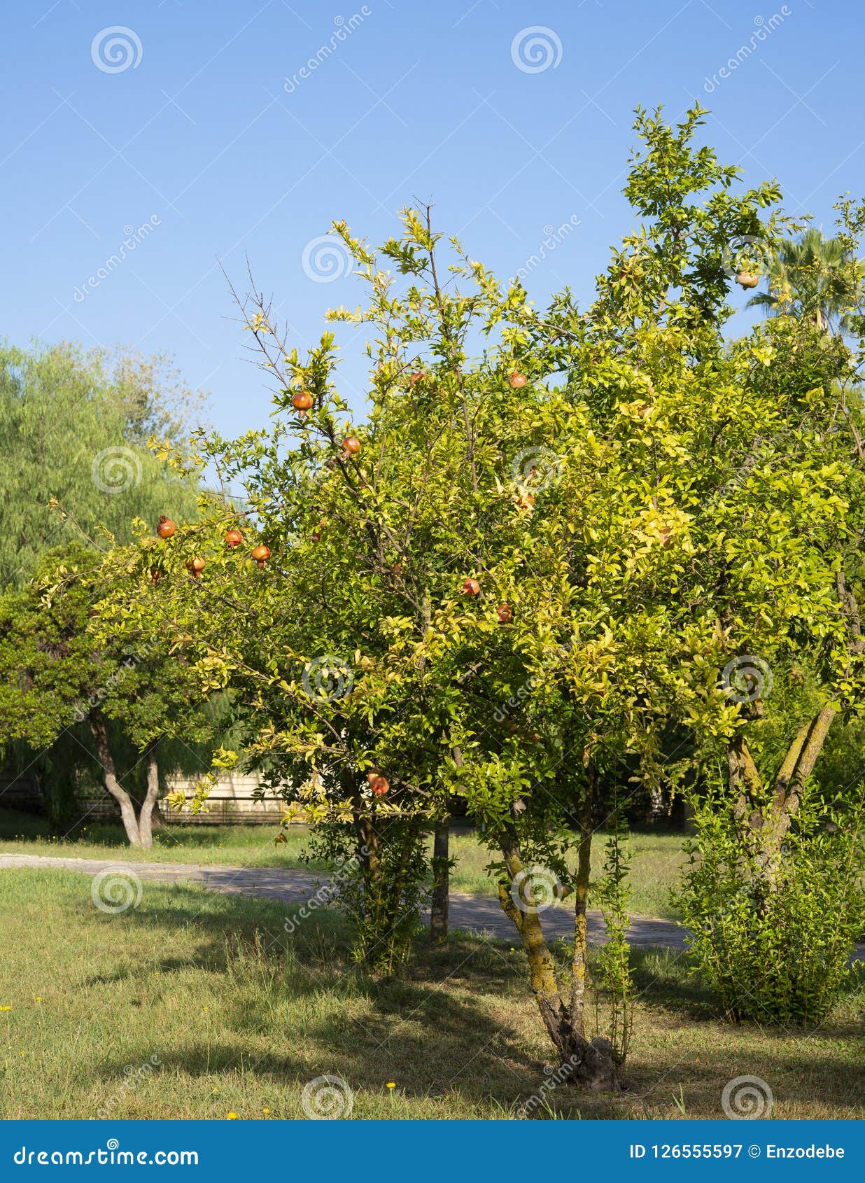 Niederlassungsgranatapfelbaum. Dekorativer Granatapfelbaum im Garten