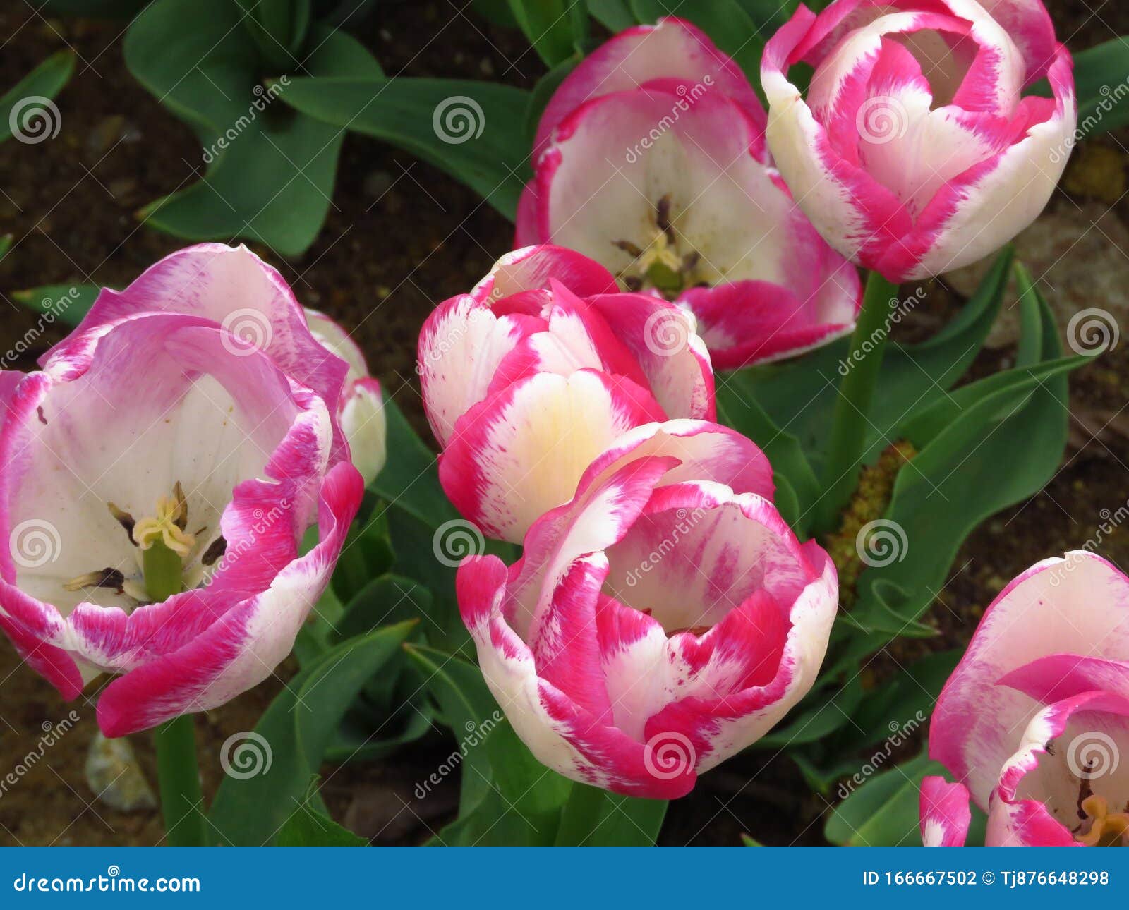 Niesamowite kwiaty brzoskwiniowe białe różowe tulipany Fioletowe tulipany w kolorach różowym i białym Tulipan Piękny kwiat wiosny w słoneczny dzień wiosny w ogródku parkowym Najlepsze zdjęcie do tapety, kwiatowego tła i karty okolicznościowej Park Emirgan Festiwal Tulip w Stambule 2019