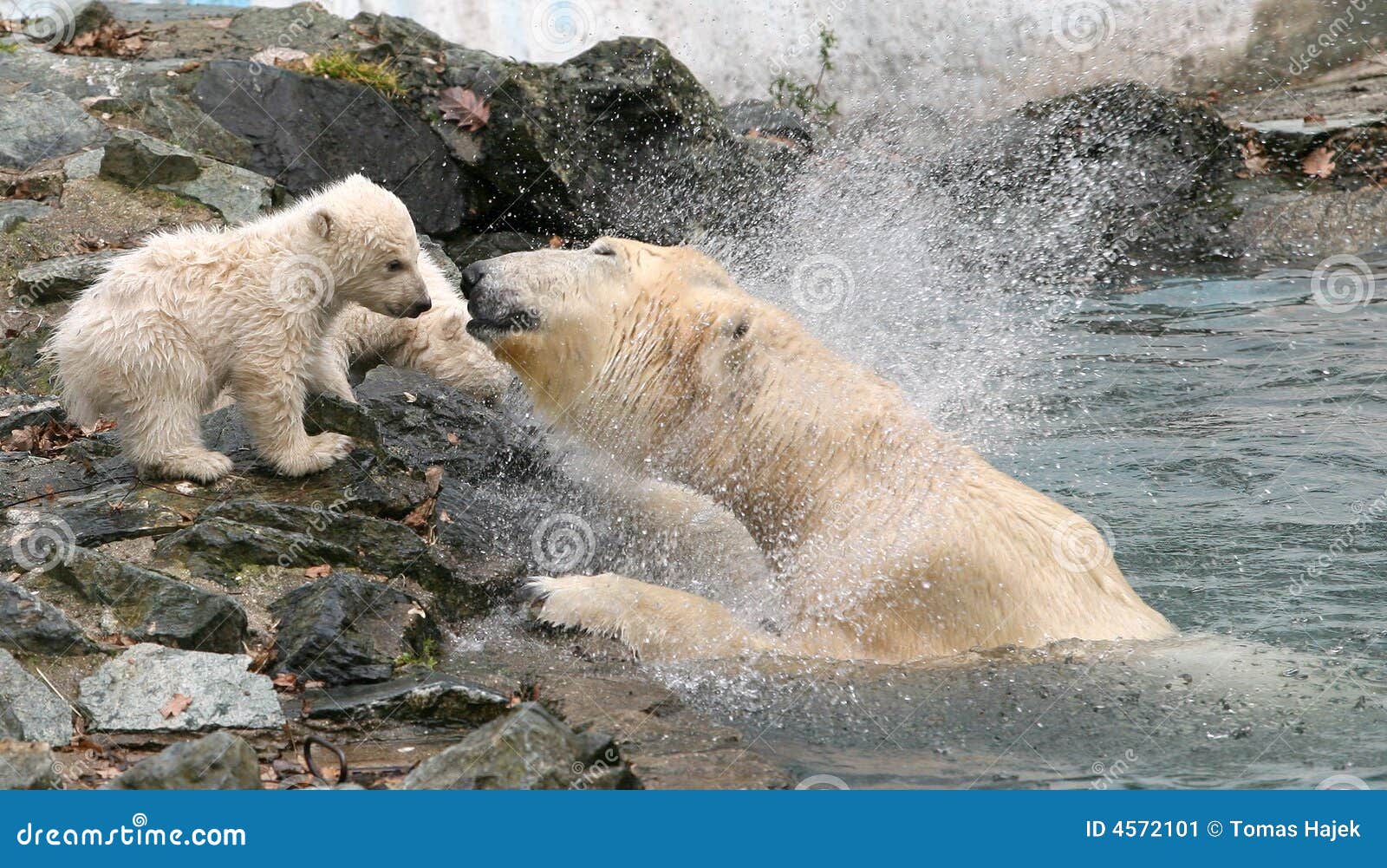 Nieuw - geboren ijsberen. Was de kleine ijsbeer Cora en twee van de moeder in dierentuin Brno, Tsjechische republiek op Dinsdag 11 Maart, aloowed 2008 uit voor het eerst. Cora was zwanger tweemaal een paar jaar geleden, maar bekwaam zij wasn´t om haar kinderen te behandelen. Nu is het groot succes ver haar en ook voor de dierentuin.