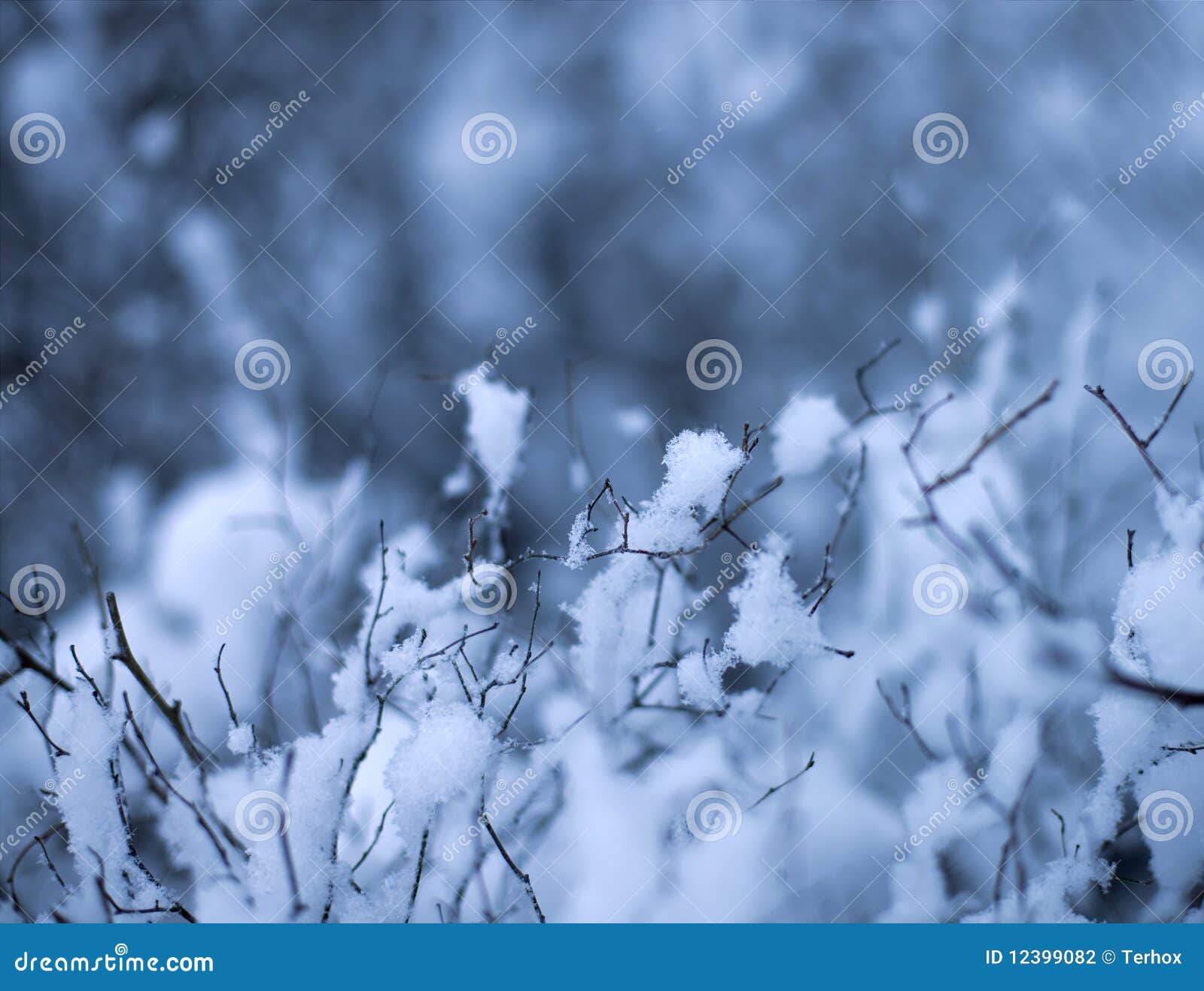 Nieve en ramificaciones. Un fondo con una vista de la nieve caida en ramificaciones secas de un árbol, en invierno.