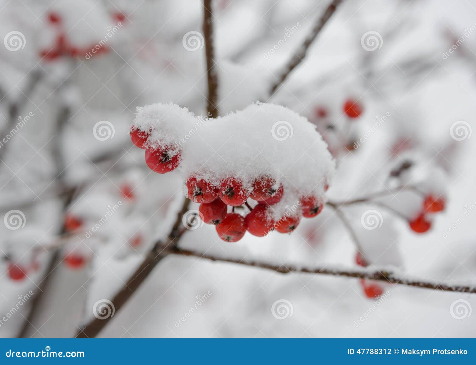 Nieve roja de Rowan Berries Covered With Fresh Fondo del invierno