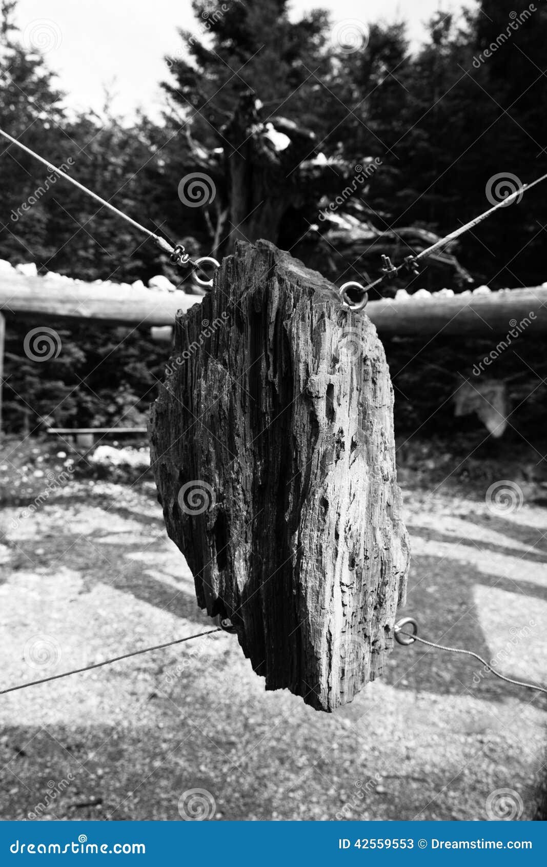 Niewolnik w naturze. Ten fotografii biorą las Austria Wolnocłowy drewno jest niewolnikiem w naturze Kamera: Canon EOS 6D