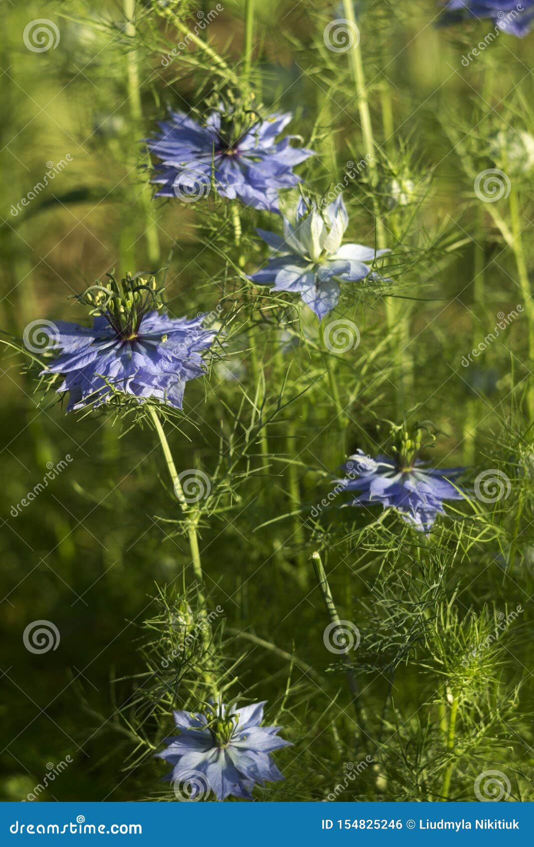 Nigella Sativa Flower With Blue Flowers Love In A Mist Summer Herb Plant With Different Shades Of Blue Flowers On Small Green Stock Photo Image Of Blue Flower 154825246