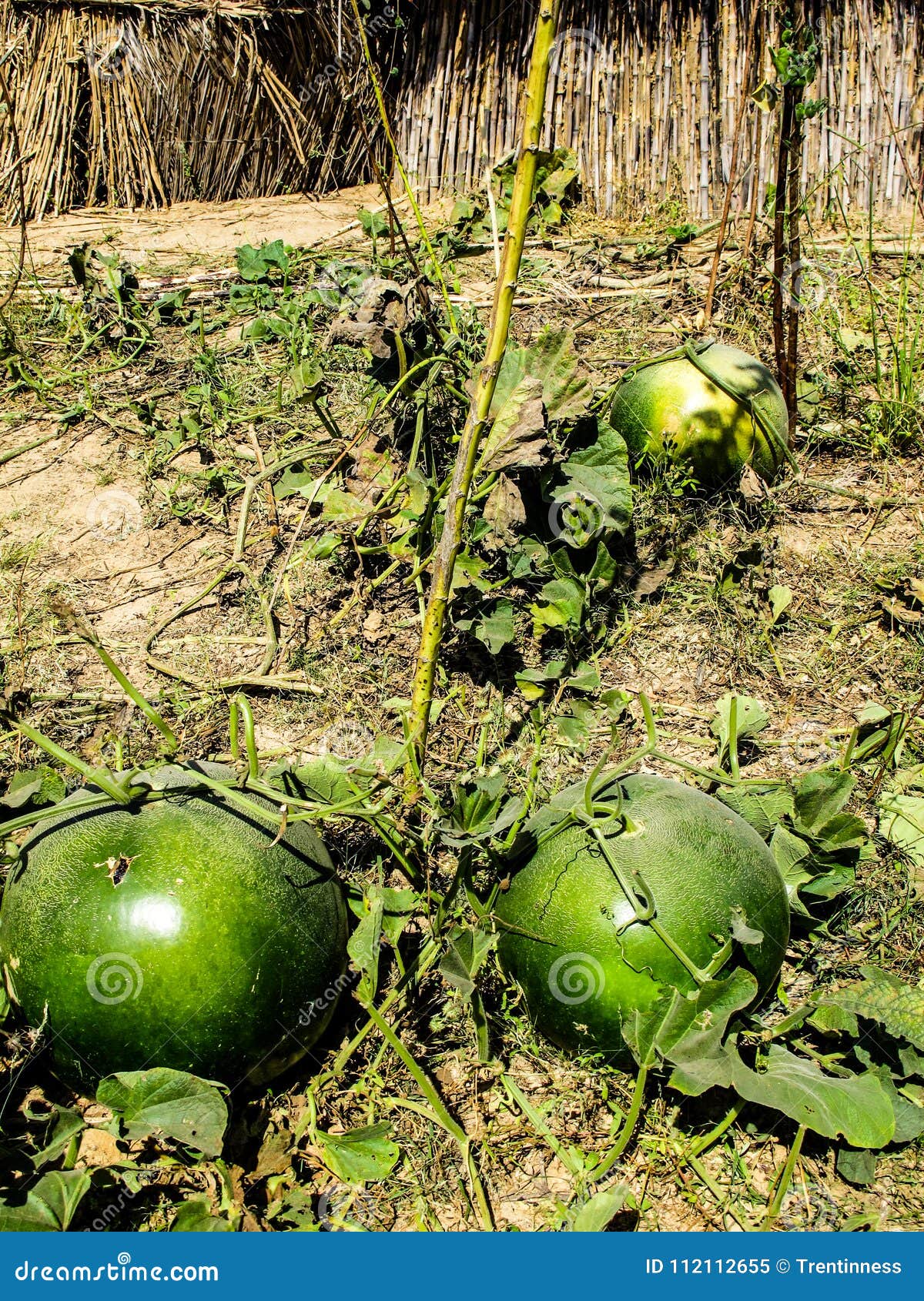 Nigerian Fruit and Vegetables Stock Image Image of corn, towers