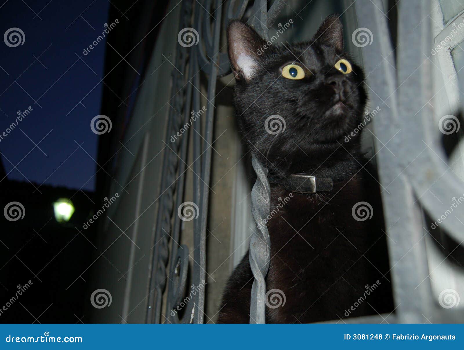 Night black cat stock photo. Image of mammals, black, look 3081248