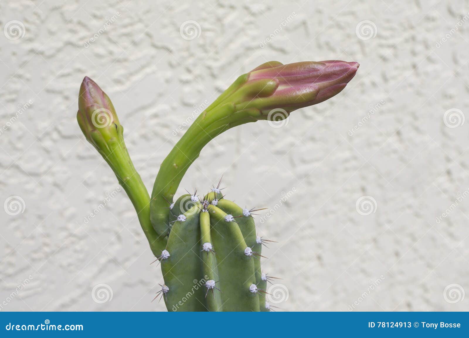 Nightblooming cereus Buds stock image. Image of seasonal 78124913