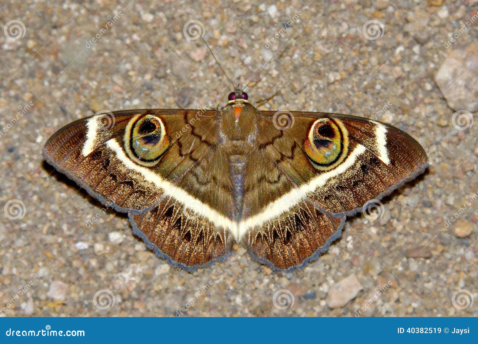 Night butterfly stock image. Image of butterfly, detail 40382519