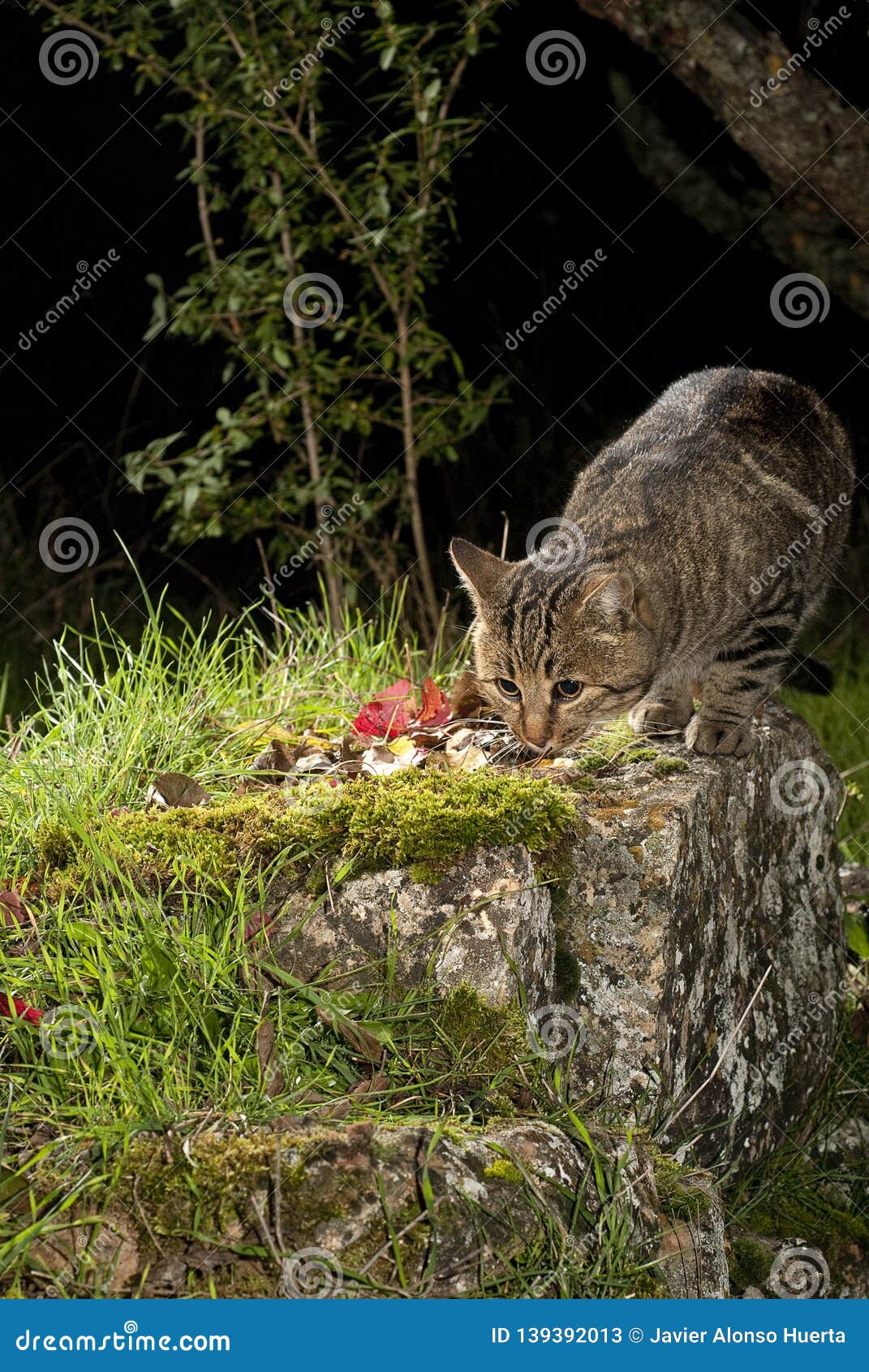 ate cats nocturnal ate cats nocturnal