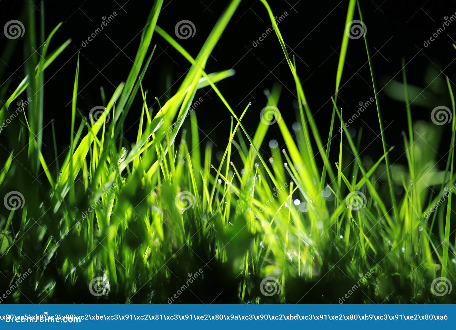Night dew on the grass stock photo. Image of blade, night 93512544