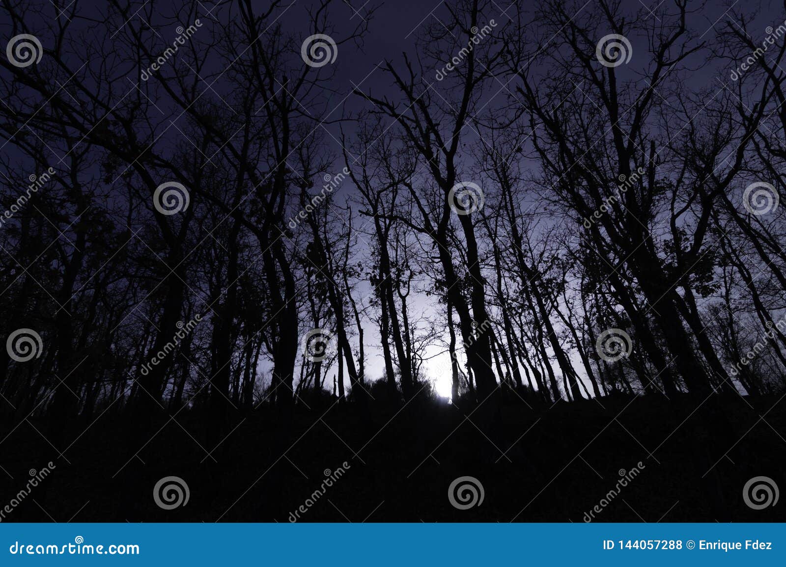 the night falls on the dark and mysterious forest