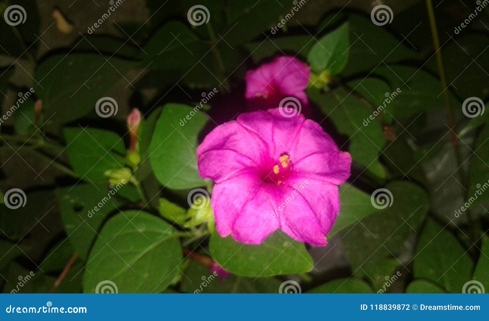 Night flower stock photo. Image of night, flower, blown 118839872