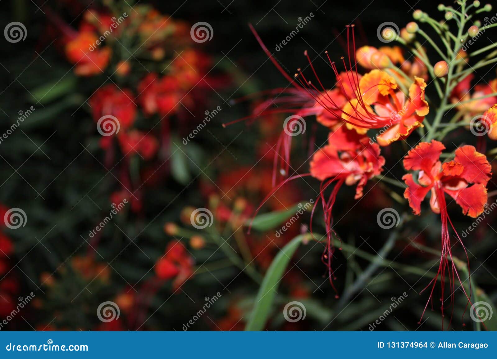 Night Flower Bloom in Dubai Street Stock Photo - Image of close, trees ...