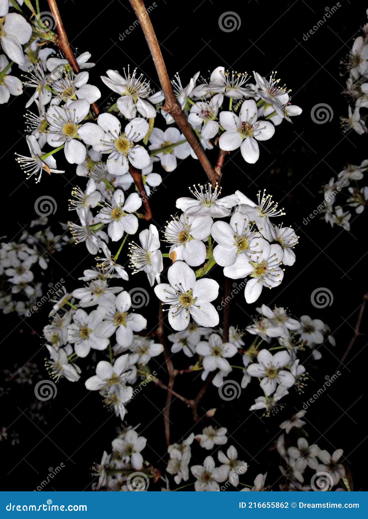 Night Flower stock photo. Image of blossom, night, produce 216655862