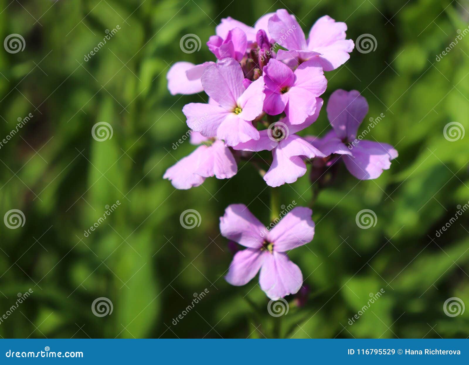 Night violets. Mattiola flower - photo 45 Night violets. Mattiola flower - photo 24