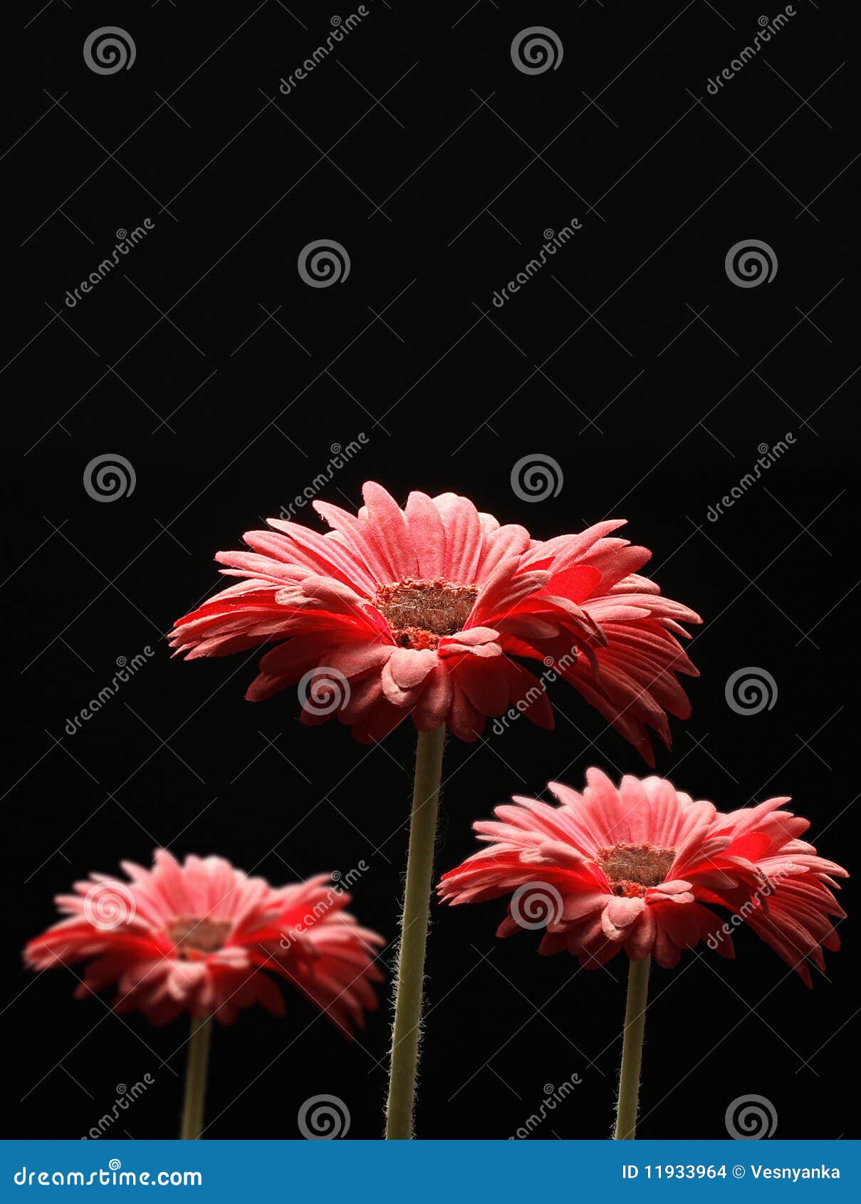 Night Gerbera stock photo. Image of flower, closeup, congratulation