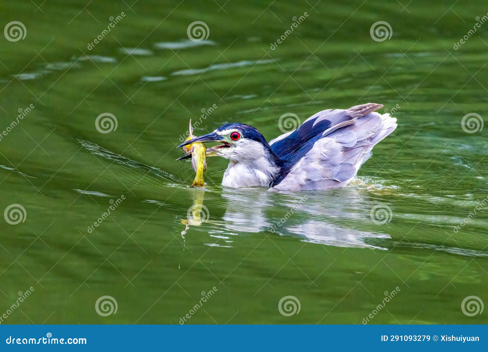 night heron fishing in river