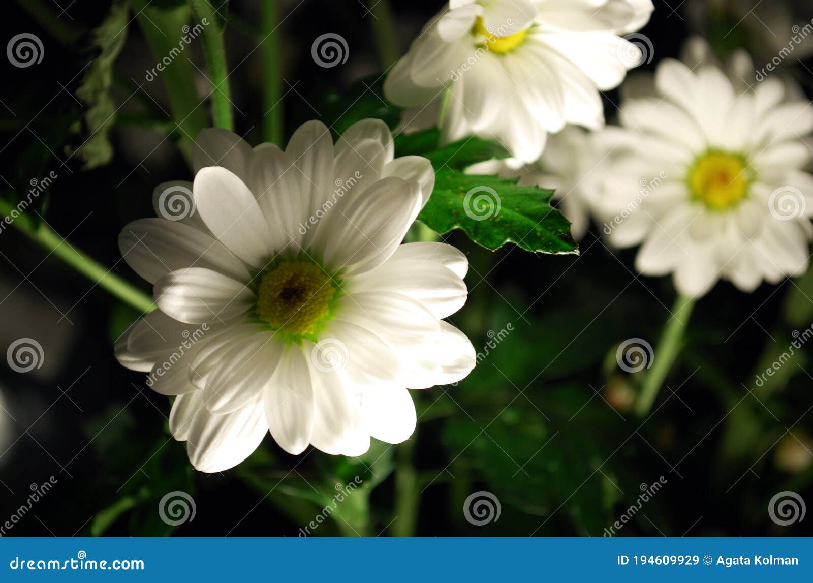 Night Image of Hard Illuminated Daisys Flower in Close Up Stock Image