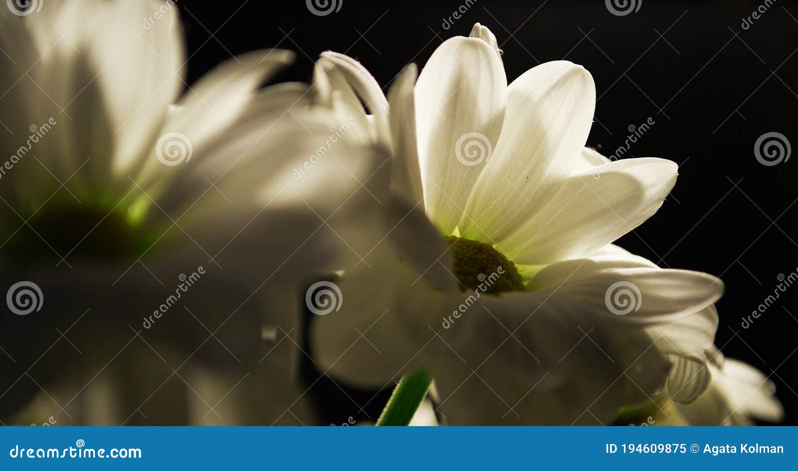 Night Image of Hard Illuminated Daisys Flower in Close Up Stock Image
