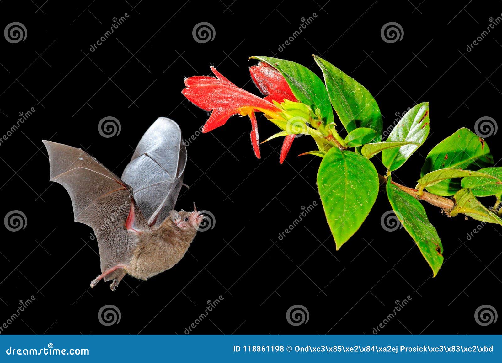 night nature, pallas`s long-tongued bat, glossophaga soricina, flying bat in dark night. nocturnal animal in flight with red feed