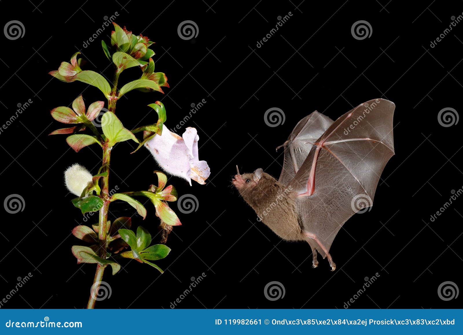 night nature, pallas`s long-tongued bat, glossophaga soricina, flying bat in dark night. nocturnal animal in flight with red feed