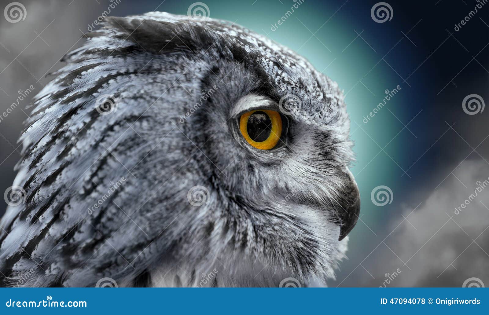nightowl cloud nightowl cloud