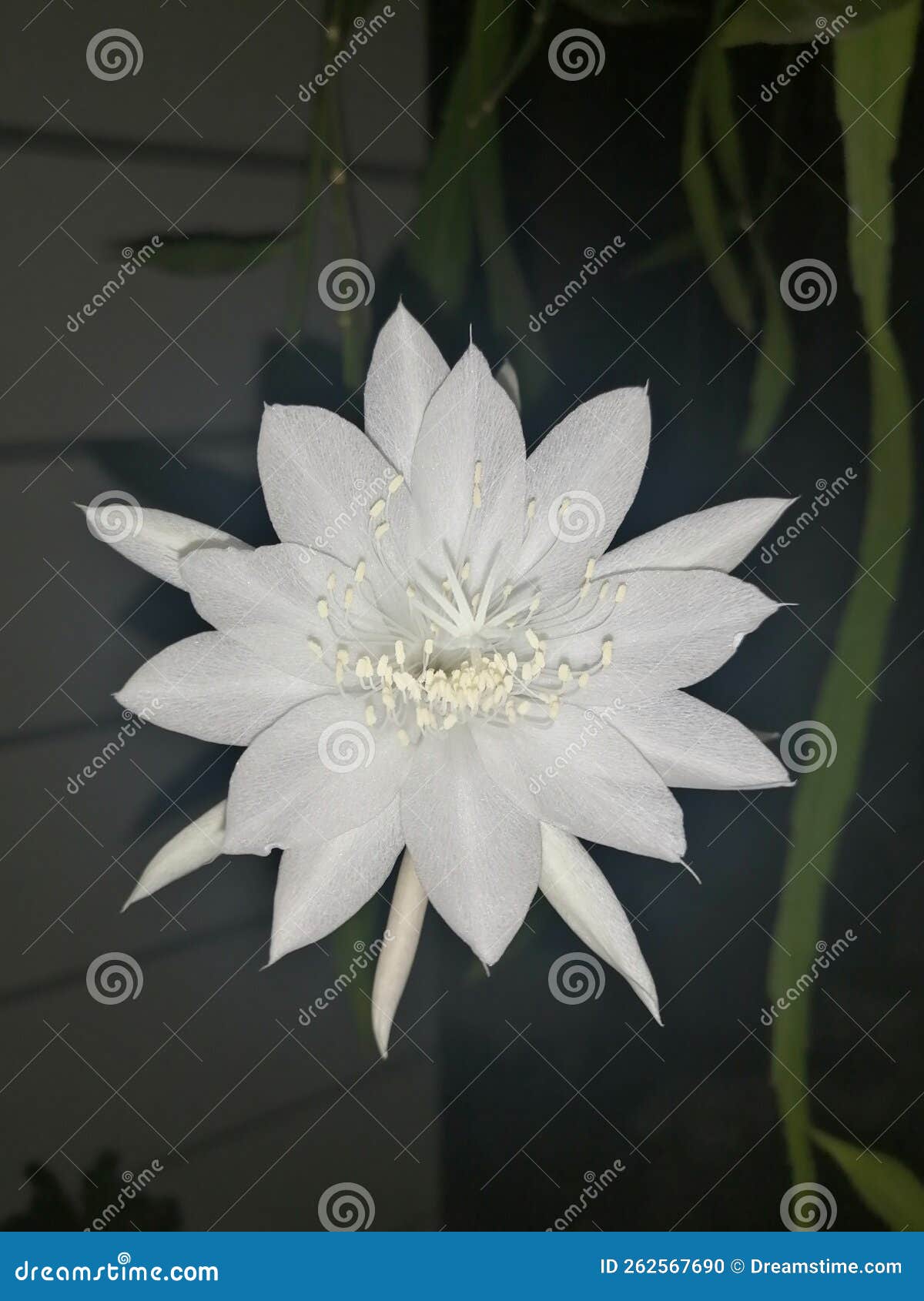Night queen flower stock photo. Image of night, yellow 262567690