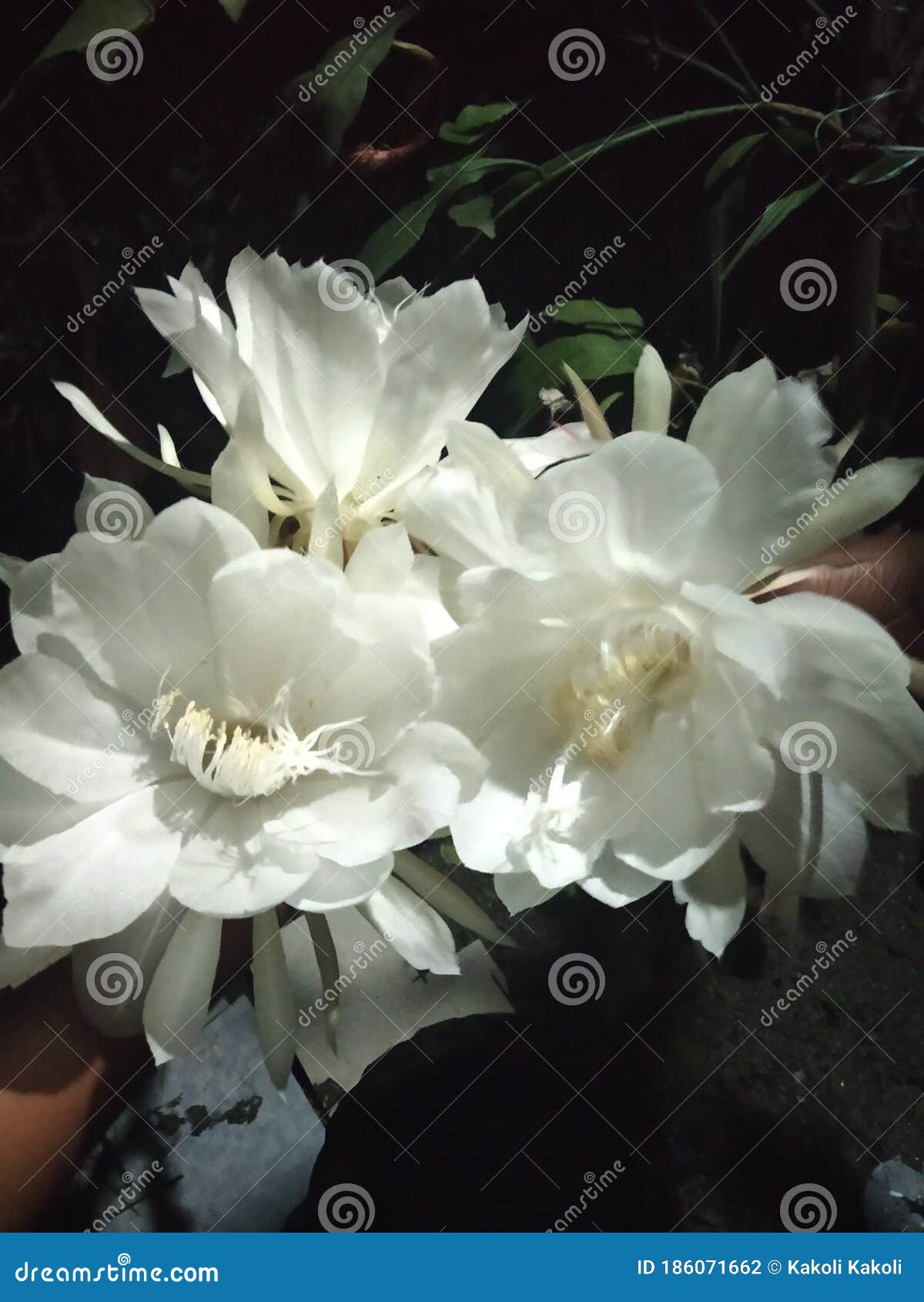 Night Queen Flower Bud Or Epiphyllum Oxypetalum Bloom RoyaltyFree Stock Image CartoonDealer