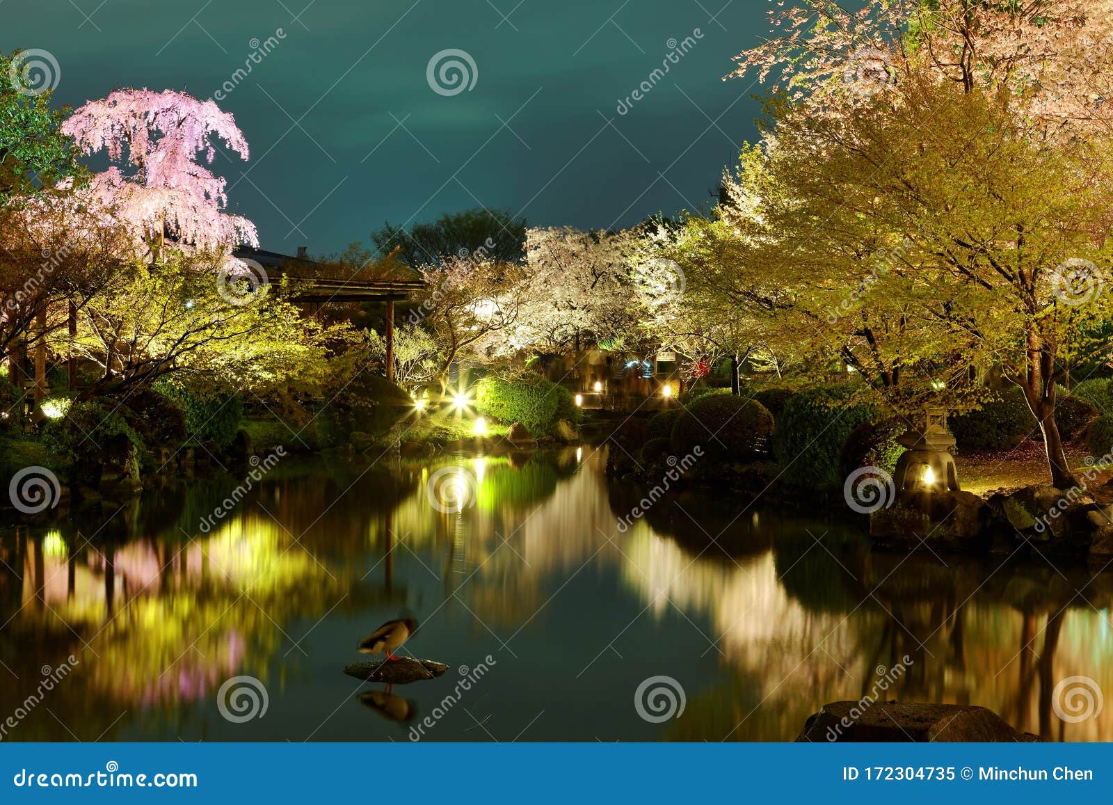 Night Scenery of Illuminated Cherry Blossoms in a Japanese Garden ...