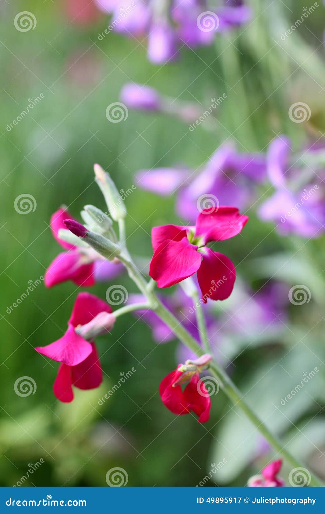 Nightscented stock flower stock image. Image of flowers 49895917