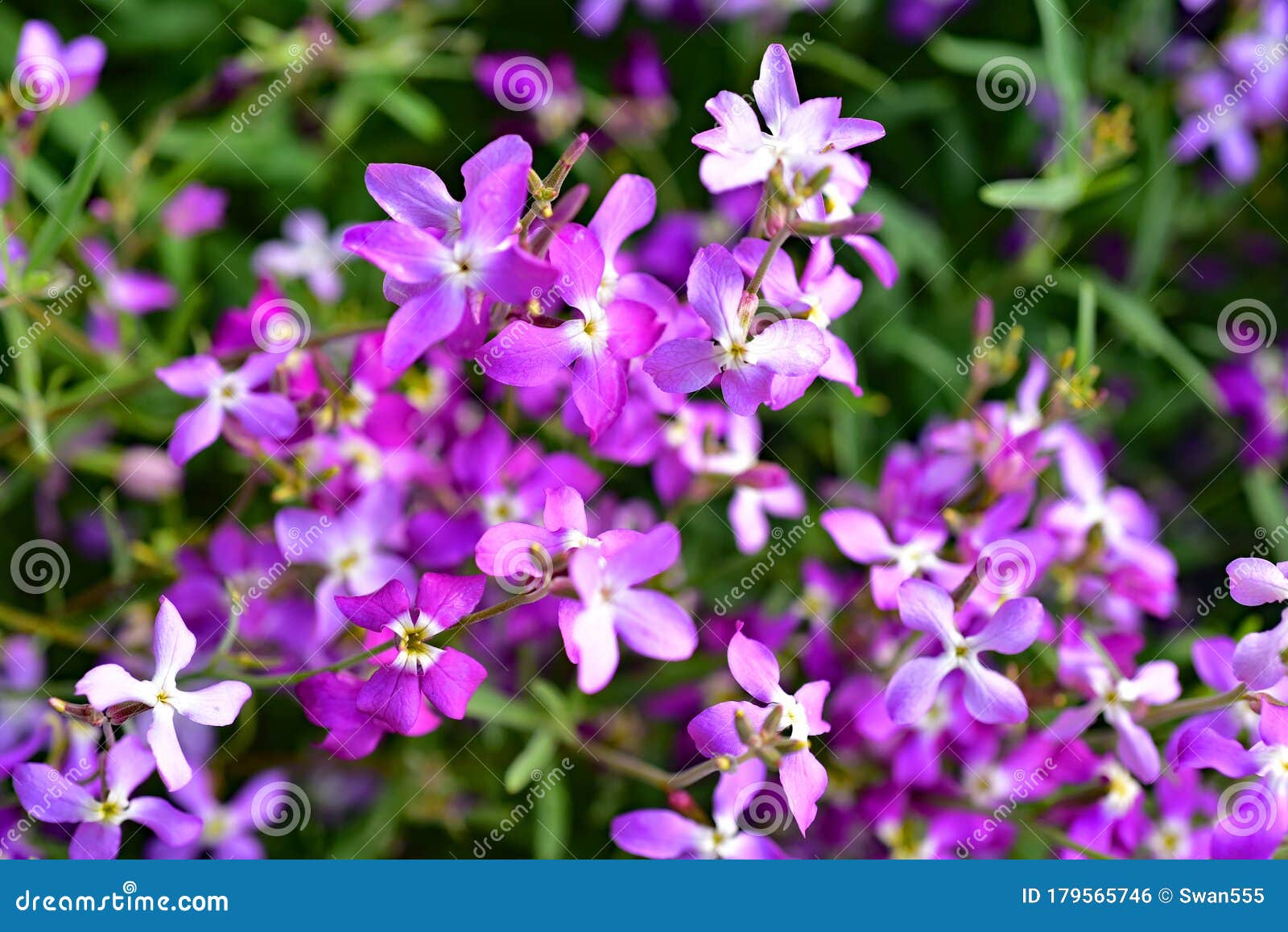 Matthiola Longipetala, Known As Night-scented Stock Or Evening Stock ...