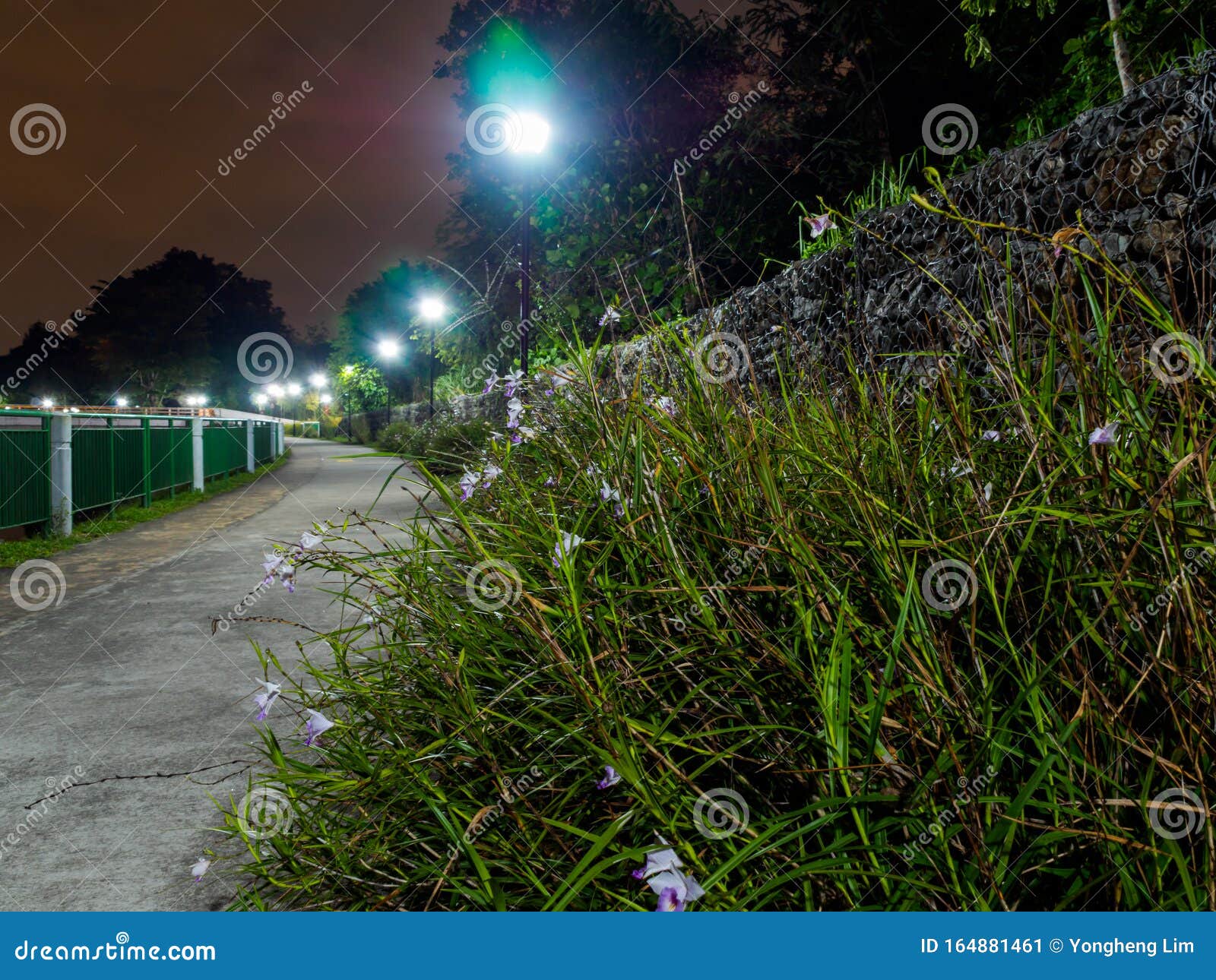 night view of wild flowers in springleaf nature park in tropical singapore.