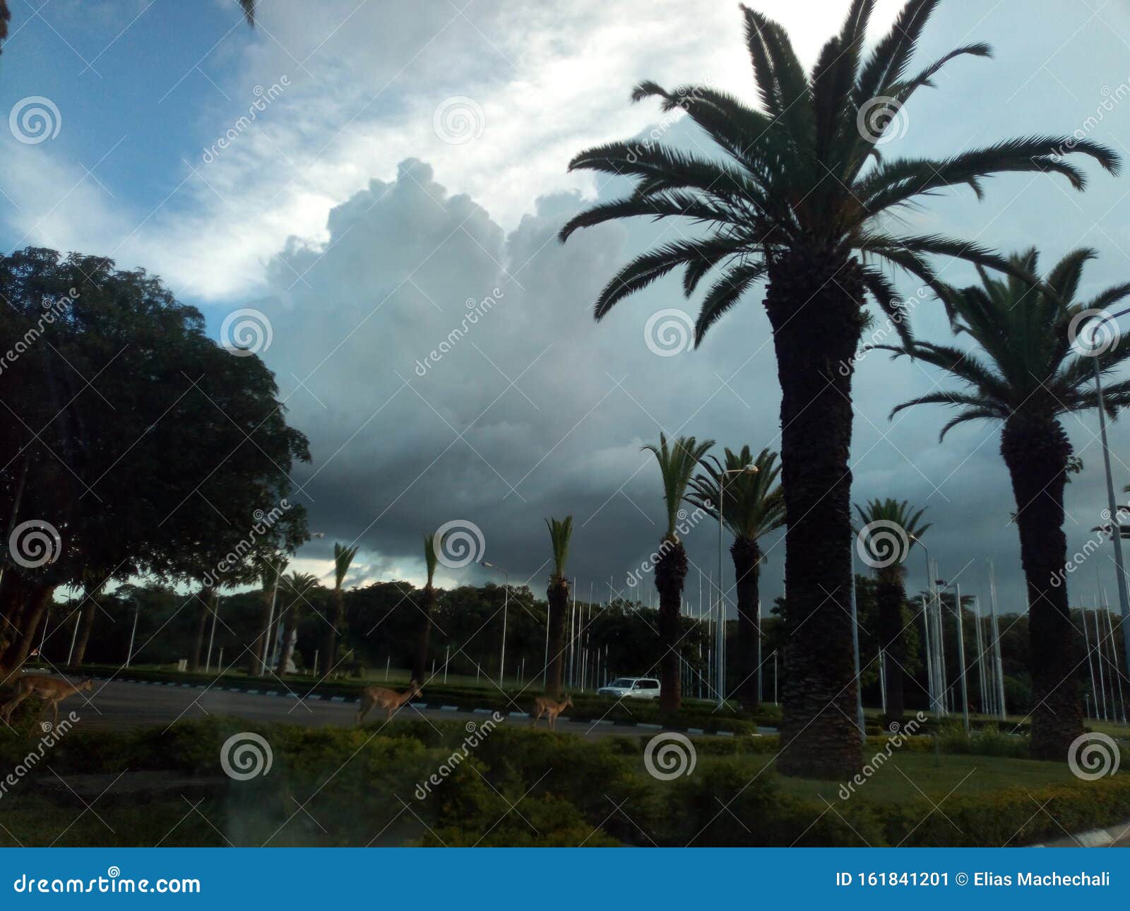 Night View Palm Drive Divine Beauty Stock Image Image of palm, view 161841201