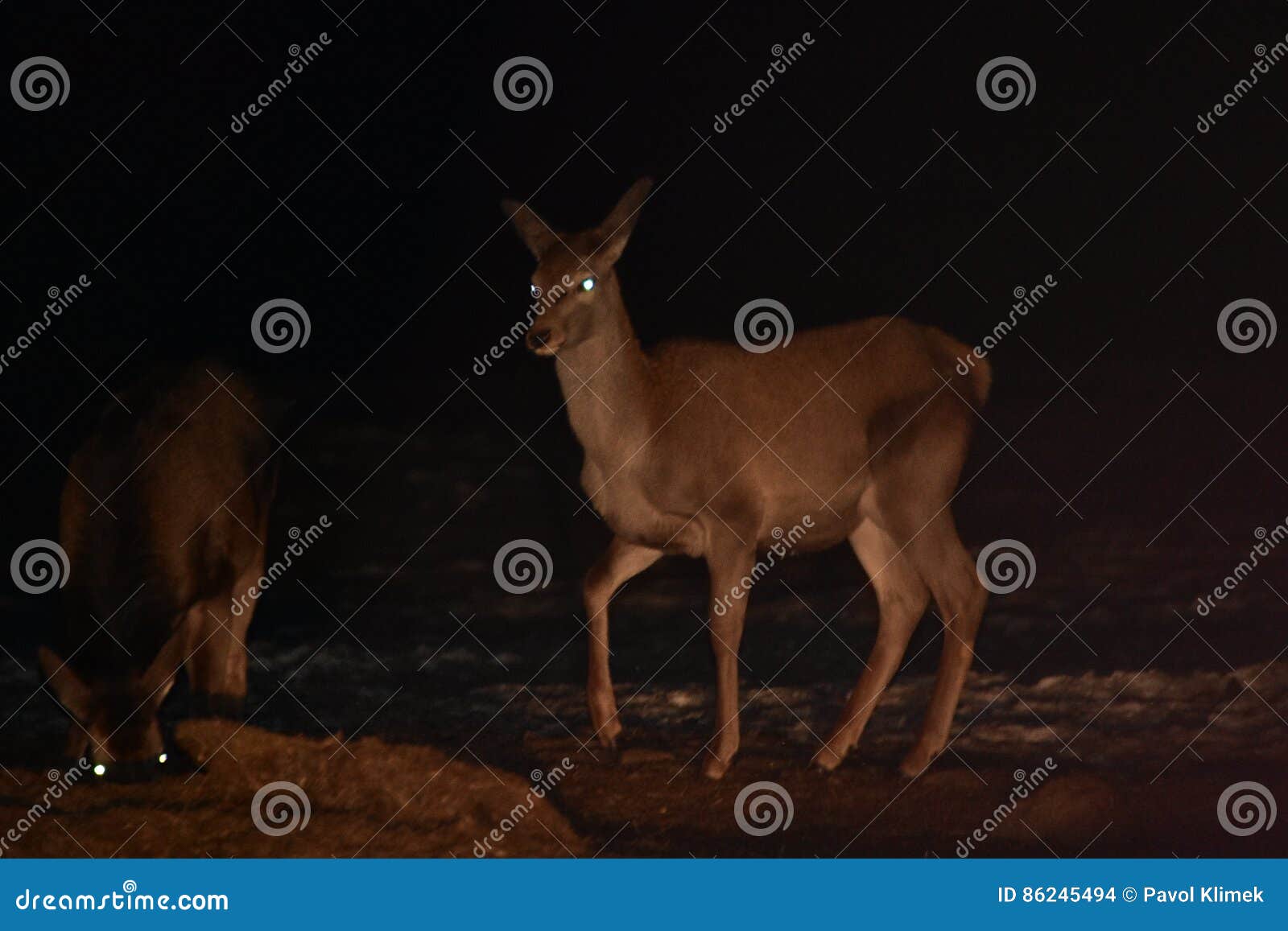 Night Wildlife of Deer in Winter Stock Photo Image of mammal, antler