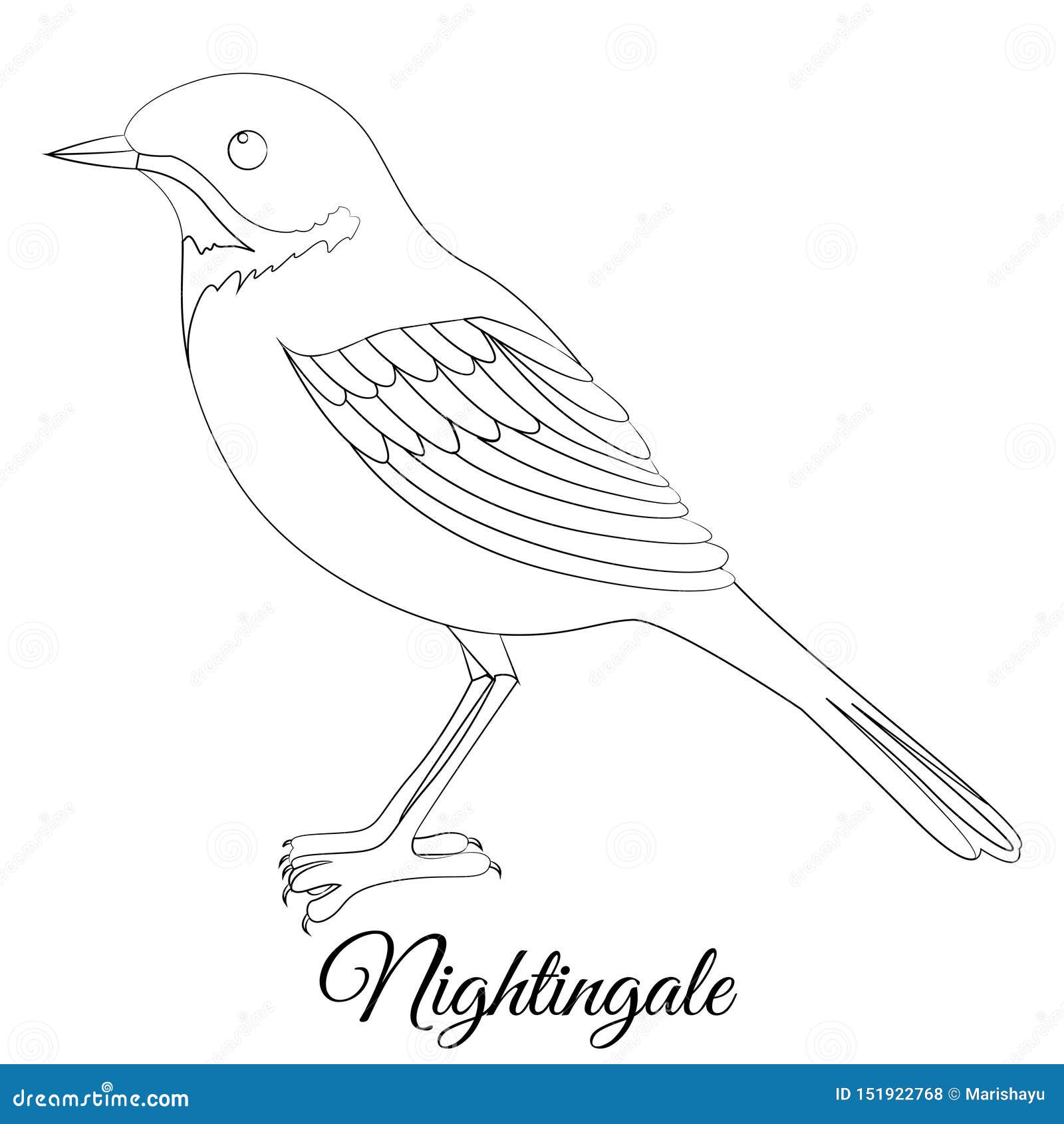 Nightingale the Bird is a Nightingale Graphic Black and White Drawing of  a Small Songbird Stock Illustration  Illustration of branch cotton  204186677
