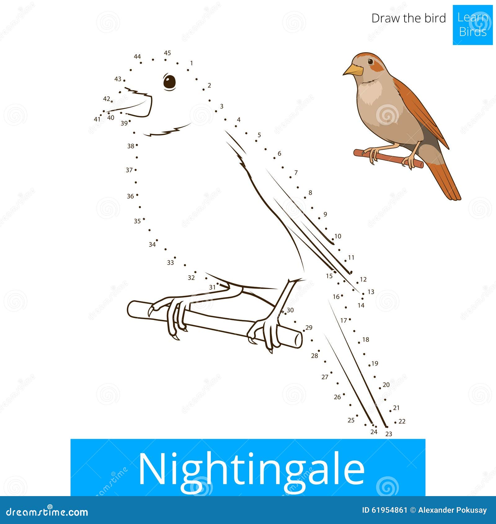 Nightingale Coloring Stock Illustrations  126 Nightingale Coloring Stock  Illustrations Vectors  Clipart  Dreamstime