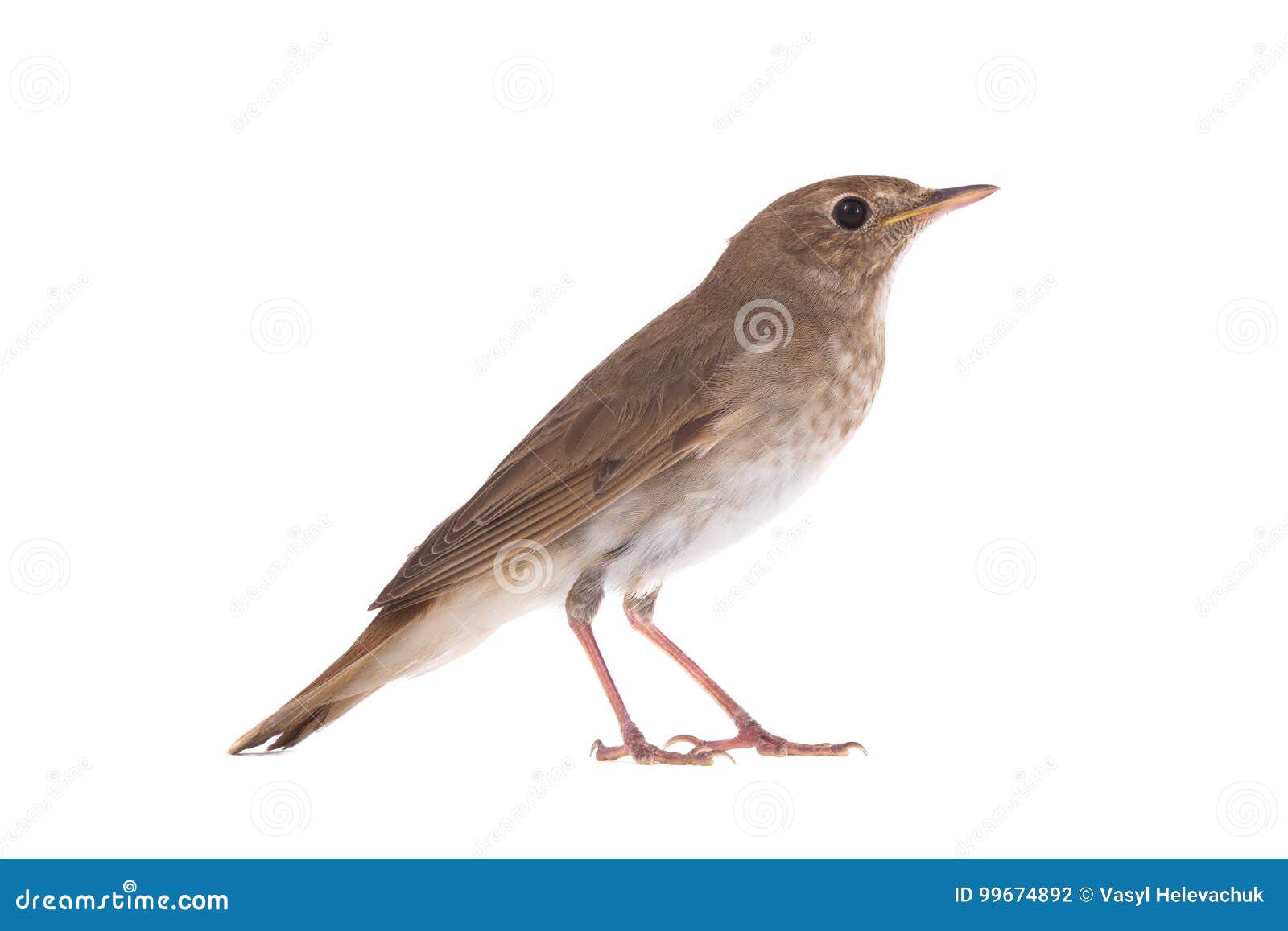 nightingale symbolism nightingale symbolism