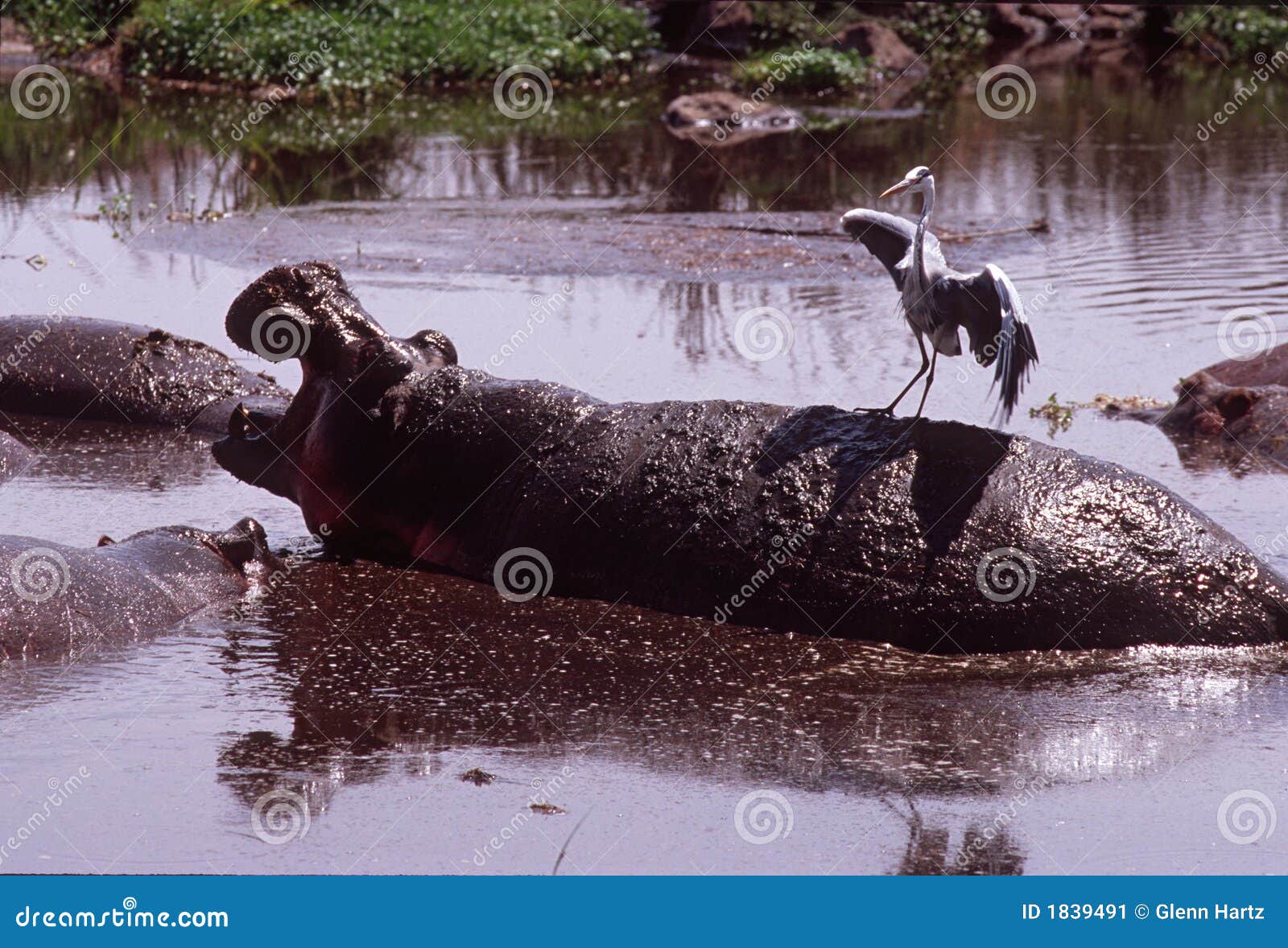 Nijlpaard met reiger op zijn rug, Ngorongoro Krater, Tanzania. Nijlpaard dat zijn mond met reiger op zijn rug opent, Ngorongoro Krater, Tanzania