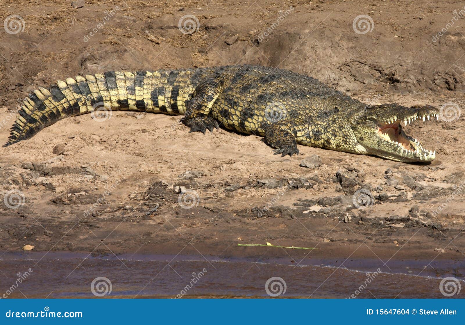 nile crocodile - botswana