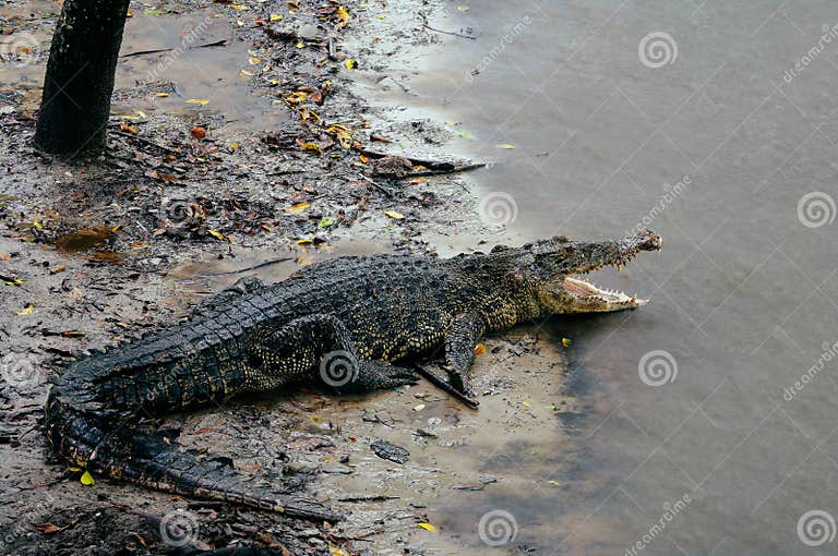 Nile Crocodile Crocodylus Niloticus in the Water, Close-up Detail of
