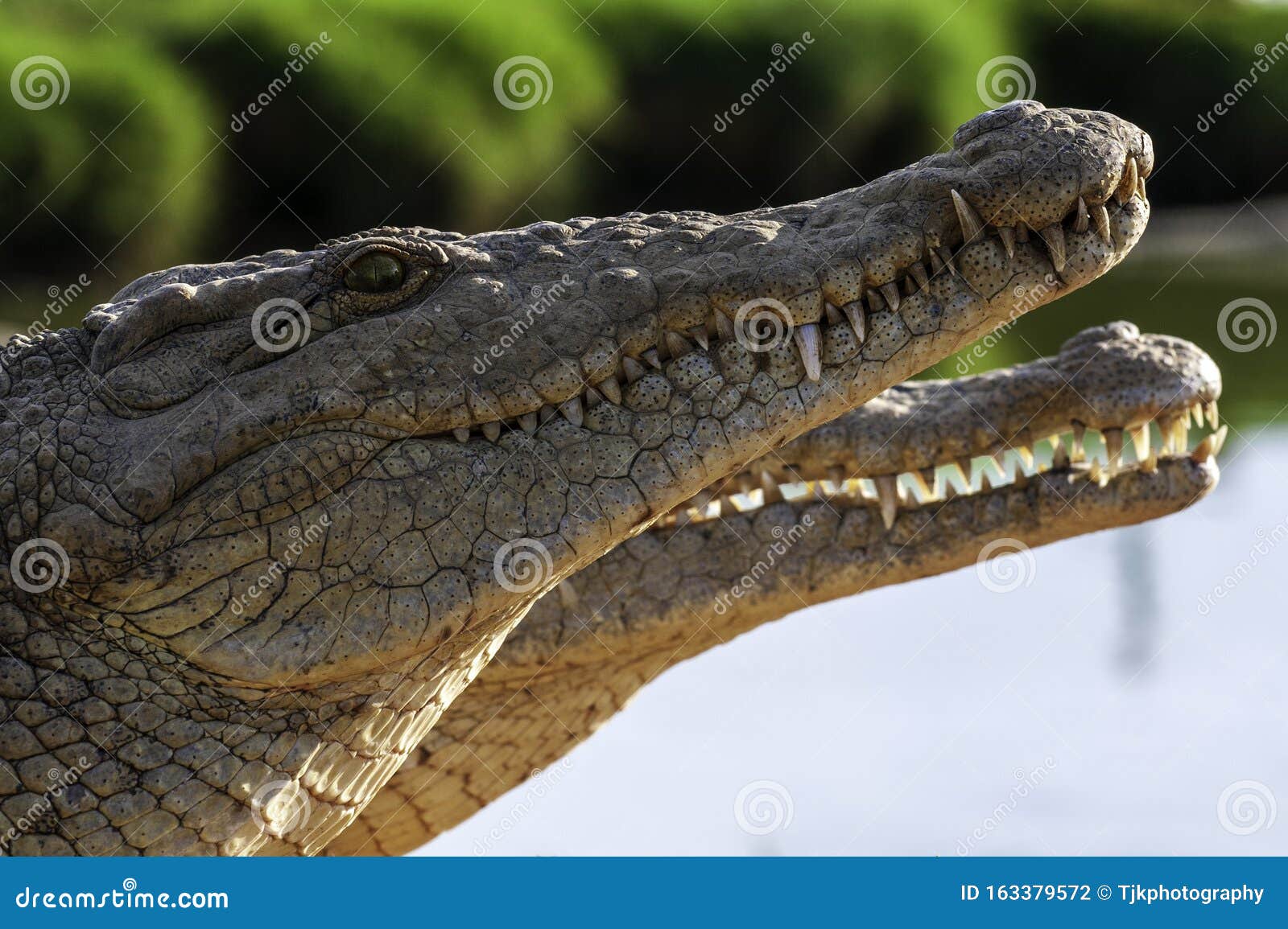 crocodile crocs